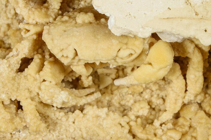 Fossil Crab (Potamon) Preserved in Travertine - Turkey #379401